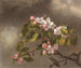Koliber i kwiaty jabłoni - Martin Johnson Heade — widok dzieła