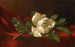 Magnolia - Martin Johnson Heade — widok dzieła