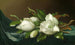 Magnolie na jasnobłękitnym aksamity na tkaninie - Martin Johnson Heade — widok dzieła
