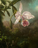 Kwiaty orchidei - Martin Johnson Heade — widok dzieła