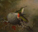 Dwie gorgory bliskie swojemu gniazdu - Martin Johnson Heade — widok dzieła