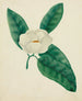 Magnolia - Mary Altha Nims — widok dzieła