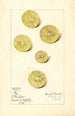 Citrus aurantiifolia Key - Mary Daisy Arnold — widok dzieła