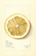 Citrus grandis Mahon Chaisee - Mary Daisy Arnold — widok dzieła