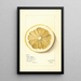 Citrus grandis Mahon Chaisee - Mary Daisy Arnold — oprawiony obraz na ścianie