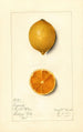Citrus limon Bizarrie - Mary Daisy Arnold — widok dzieła