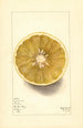 Citrus paradisi No - Mary Daisy Arnold — widok dzieła