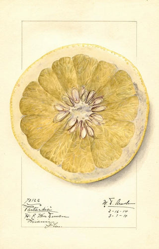 Mary Daisy Arnold - Citrus paradisi Patardia.webp