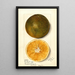 Citrus sinensis - Mary Daisy Arnold — oprawiony obraz na ścianie