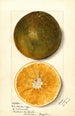 Citrus sinensis - Mary Daisy Arnold — widok dzieła