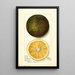 Citrus sinensis Navel - Mary Daisy Arnold — oprawiony obraz na ścianie