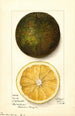 Citrus sinensis Navel - Mary Daisy Arnold — widok dzieła