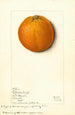 Citrus sinensis Valencia - Mary Daisy Arnold — widok dzieła