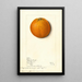 Citrus sinensis Valencia - Mary Daisy Arnold — oprawiony obraz na ścianie