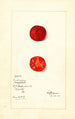 Cudrania tricuspidata - Mary Daisy Arnold — widok dzieła