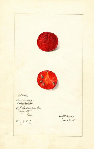 Mary Daisy Arnold - Cudrania tricuspidata.webp