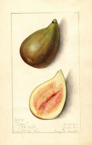 Mary Daisy Arnold - Ficus Silver.webp