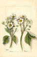 Fragaria - Mary Daisy Arnold — widok dzieła