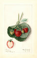 Fragaria Barrymore - Mary Daisy Arnold — widok dzieła