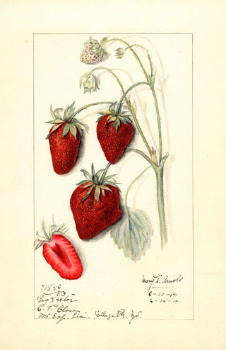 Mary Daisy Arnold - Fragaria Big Victor.webp