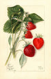 Fragaria Dunlap - Mary Daisy Arnold — widok dzieła