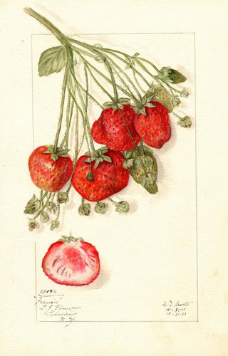 Mary Daisy Arnold - Fragaria Francis.webp