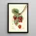 Fragaria Ideal - Mary Daisy Arnold — oprawiony obraz na ścianie