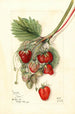 Fragaria Ideal - Mary Daisy Arnold — widok dzieła