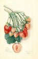 Fragaria Manhattan - Mary Daisy Arnold — widok dzieła