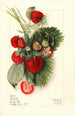 Fragaria Nanticoke - Mary Daisy Arnold — widok dzieła