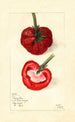 Fragaria Princesse Ena - Mary Daisy Arnold — widok dzieła