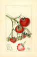 Fragaria Wooster - Mary Daisy Arnold — widok dzieła