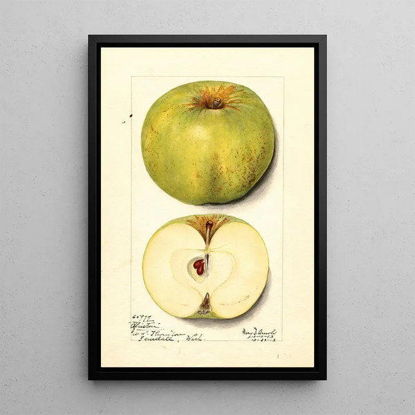 Mary Daisy Arnold - Malus domestica Alfriston.webp