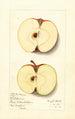 Malus domestica Baldwin - Mary Daisy Arnold — widok dzieła
