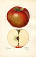 Malus domestica Lord Stradbroke - Mary Daisy Arnold — widok dzieła