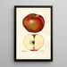 Malus domestica Lord Stradbroke - Mary Daisy Arnold — oprawiony obraz na ścianie