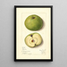 Malus domestica Mann - Mary Daisy Arnold — oprawiony obraz na ścianie