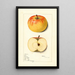 Malus domestica Rome - Mary Daisy Arnold — oprawiony obraz na ścianie