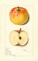 Malus domestica Rome - Mary Daisy Arnold — widok dzieła