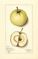 Malus domestica Trenton Early - Mary Daisy Arnold — widok dzieła