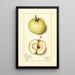 Malus domestica Trenton Early - Mary Daisy Arnold — oprawiony obraz na ścianie