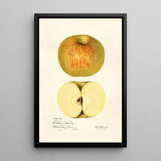 Mary Daisy Arnold - Malus domestica Western Beauty.webp