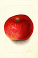 Malus domestica Wolf River - Mary Daisy Arnold — widok dzieła