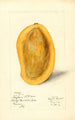 Mangifera indica Totafari - Mary Daisy Arnold — widok dzieła