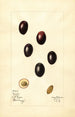 Olea europaea Mission - Mary Daisy Arnold — widok dzieła