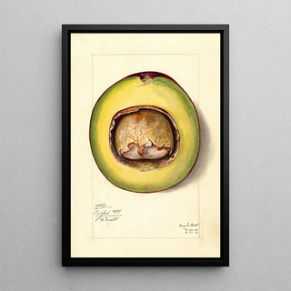 Mary Daisy Arnold - Persea Fulford.webp