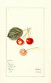 Prunus avium Bender - Mary Daisy Arnold — widok dzieła