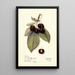 Prunus avium Montmorency de Mezel - Mary Daisy Arnold — oprawiony obraz na ścianie