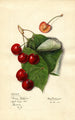 Prunus avium Reine Hortense - Mary Daisy Arnold — widok dzieła