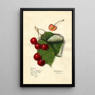 Mary Daisy Arnold - Prunus avium Reine Hortense.webp